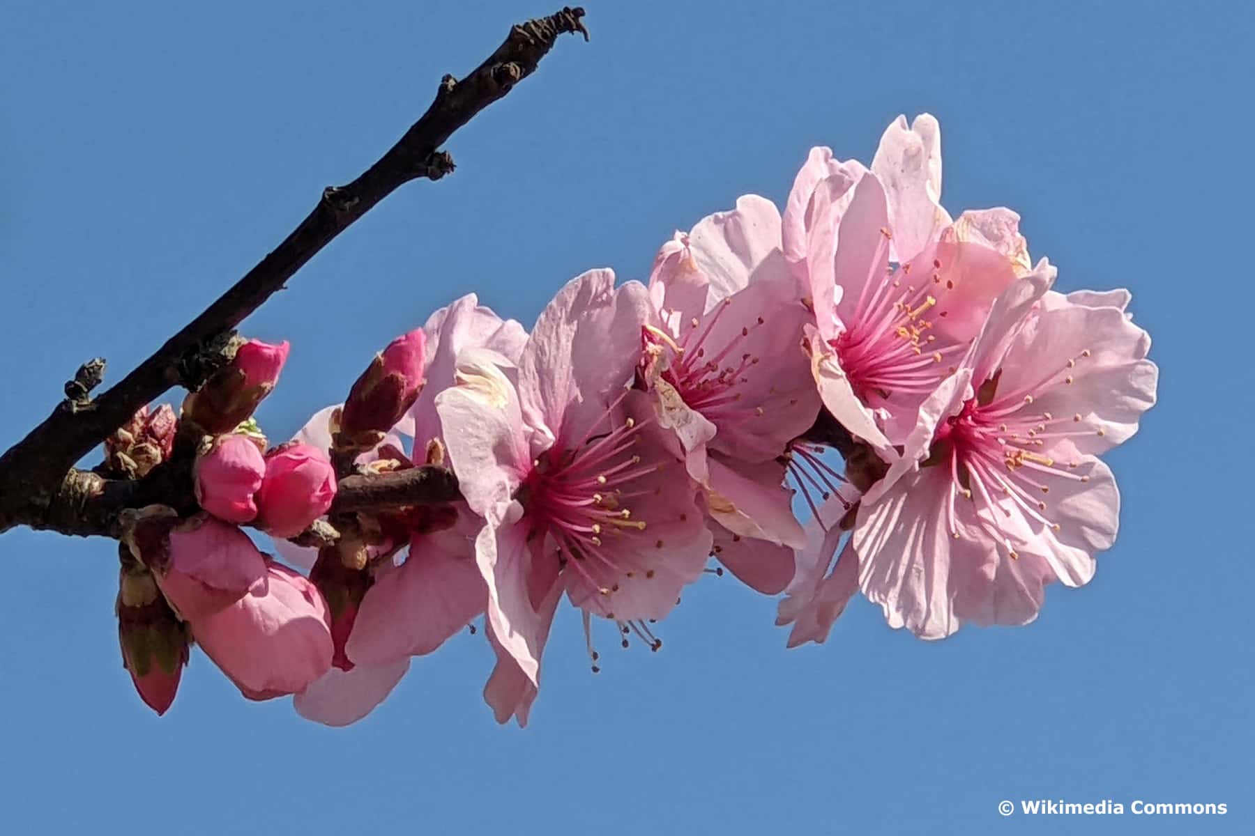 Zweig_Frühling.jpg